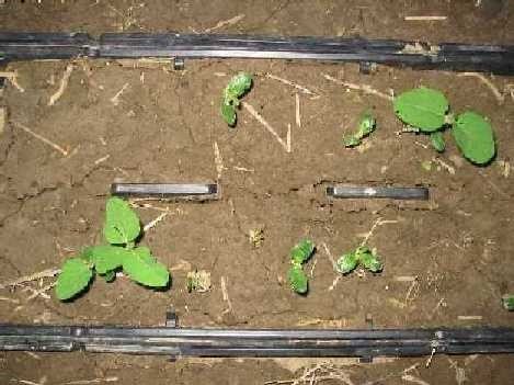 7C soybeans